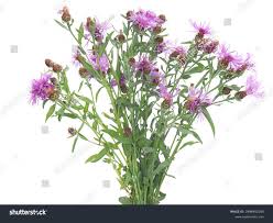 Attēlu rezultāti vaicājumam “Centaurea phrygia bud”