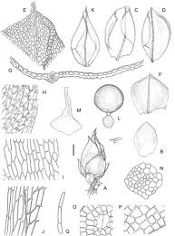 Attēlu rezultāti vaicājumam “Acaulon muticum sporophyte”