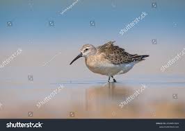 Image result for Calidris ferruginea