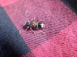 Attēlu rezultāti vaicājumam “Omophron limbatum”