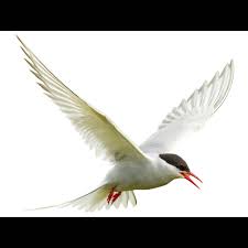 Attēlu rezultāti vaicājumam “Sterna”