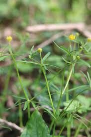 Attēlu rezultāti vaicājumam “Ranunculus auricomus leaf”