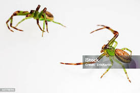 Attēlu rezultāti vaicājumam “Diaea dorsata”