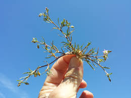 Attēlu rezultāti vaicājumam “Spergularia marina”
