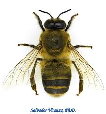Attēlu rezultāti vaicājumam “Apis mellifera”