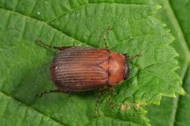 Attēlu rezultāti vaicājumam “Serica brunnea”