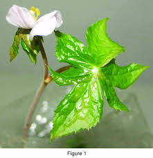 Attēlu rezultāti vaicājumam “Podophyllum hexandrum”