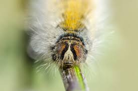 Attēlu rezultāti vaicājumam “Lasiocampa trifolii male”