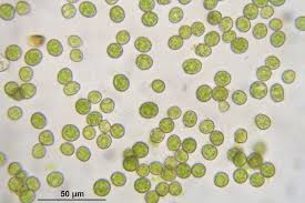 Attēlu rezultāti vaicājumam “Homomallium incurvatum”