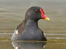 Attēlu rezultāti vaicājumam “Gallinula chloropus adult”