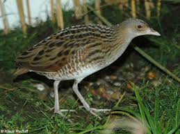 Attēlu rezultāti vaicājumam “Crex crex”