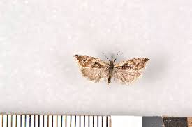 Attēlu rezultāti vaicājumam “Ancylis myrtillana”