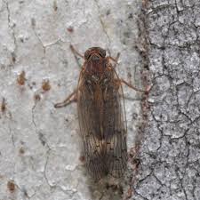 Attēlu rezultāti vaicājumam “Cixiidae”