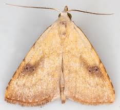 Attēlu rezultāti vaicājumam “Rivula sericealis”