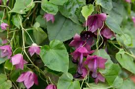 Image result for Rhodochiton atrosanguineum