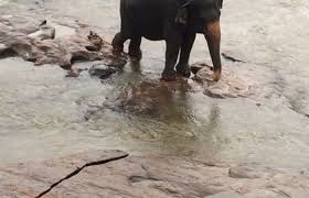 Image result for pinawella