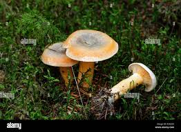 Attēlu rezultāti vaicājumam “Lactarius deterrimus”