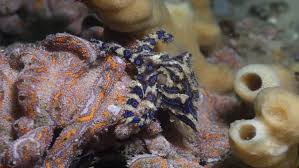 Attēlu rezultāti vaicājumam “Polypogon tentacularius male”