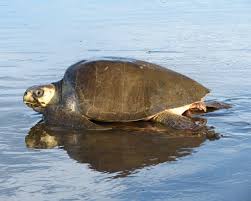 Image result for Lepidochelys olivacea