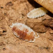 Attēlu rezultāti vaicājumam “Porcellio scaber”