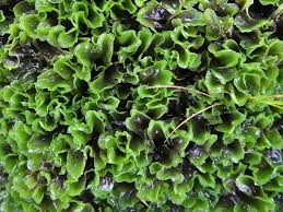 Attēlu rezultāti vaicājumam “Pellia”