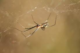 Attēlu rezultāti vaicājumam “Linyphiidae”