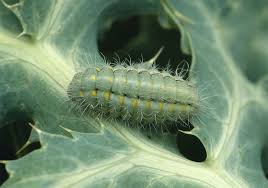 Attēlu rezultāti vaicājumam “Zygaena lonicerae larva”