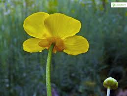 Attēlu rezultāti vaicājumam “Ranunculus lingua bud”