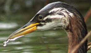 Image result for Podiceps grisegena