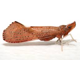 Attēlu rezultāti vaicājumam “Rabdophaga degeeri”