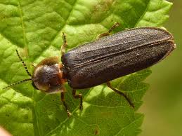 Attēlu rezultāti vaicājumam “Lampyris noctiluca”