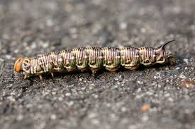 Attēlu rezultāti vaicājumam “Sphinx pinastri larva”