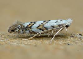 Attēlu rezultāti vaicājumam “Phyllonorycter sp.”