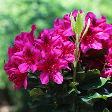 Attēlu rezultāti vaicājumam “rhododendron”