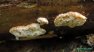 Attēlu rezultāti vaicājumam “Sarcoporia polyspora”