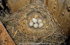 Attēlu rezultāti vaicājumam “Motacilla alba nest”