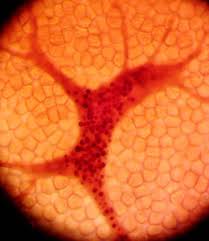 Attēlu rezultāti vaicājumam “Cribraria intricata”