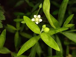 Attēlu rezultāti vaicājumam “Moehringia trinervia leaf”