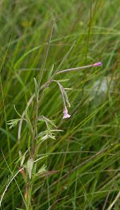 Attēlu rezultāti vaicājumam “Epilobium palustre leaf”