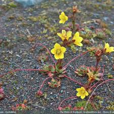 Attēlu rezultāti vaicājumam “Saxifraga hirculus”