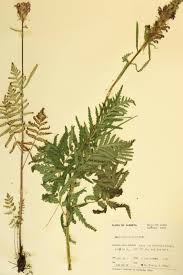 Attēlu rezultāti vaicājumam “Orobanchaceae”