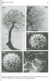 Attēlu rezultāti vaicājumam “Lamproderma ovoideum spores”