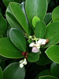 Attēlu rezultāti vaicājumam “Clusiaceae”