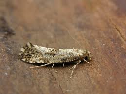 Attēlu rezultāti vaicājumam “Morophaga choragella”