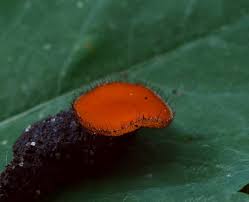 Attēlu rezultāti vaicājumam “Scutellinia scutellata”