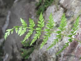 Attēlu rezultāti vaicājumam “Cystopteris fragilis”