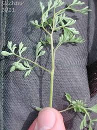 Attēlu rezultāti vaicājumam “Fumaria officinalis leaf”