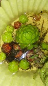 Attēlu rezultāti vaicājumam “Jovibarba globifera fruit”