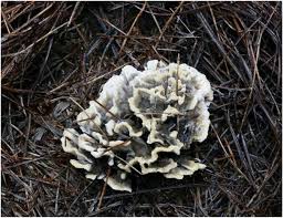 Attēlu rezultāti vaicājumam “Thelephora penicillata”