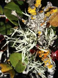 Attēlu rezultāti vaicājumam “Ramalina calicaris”